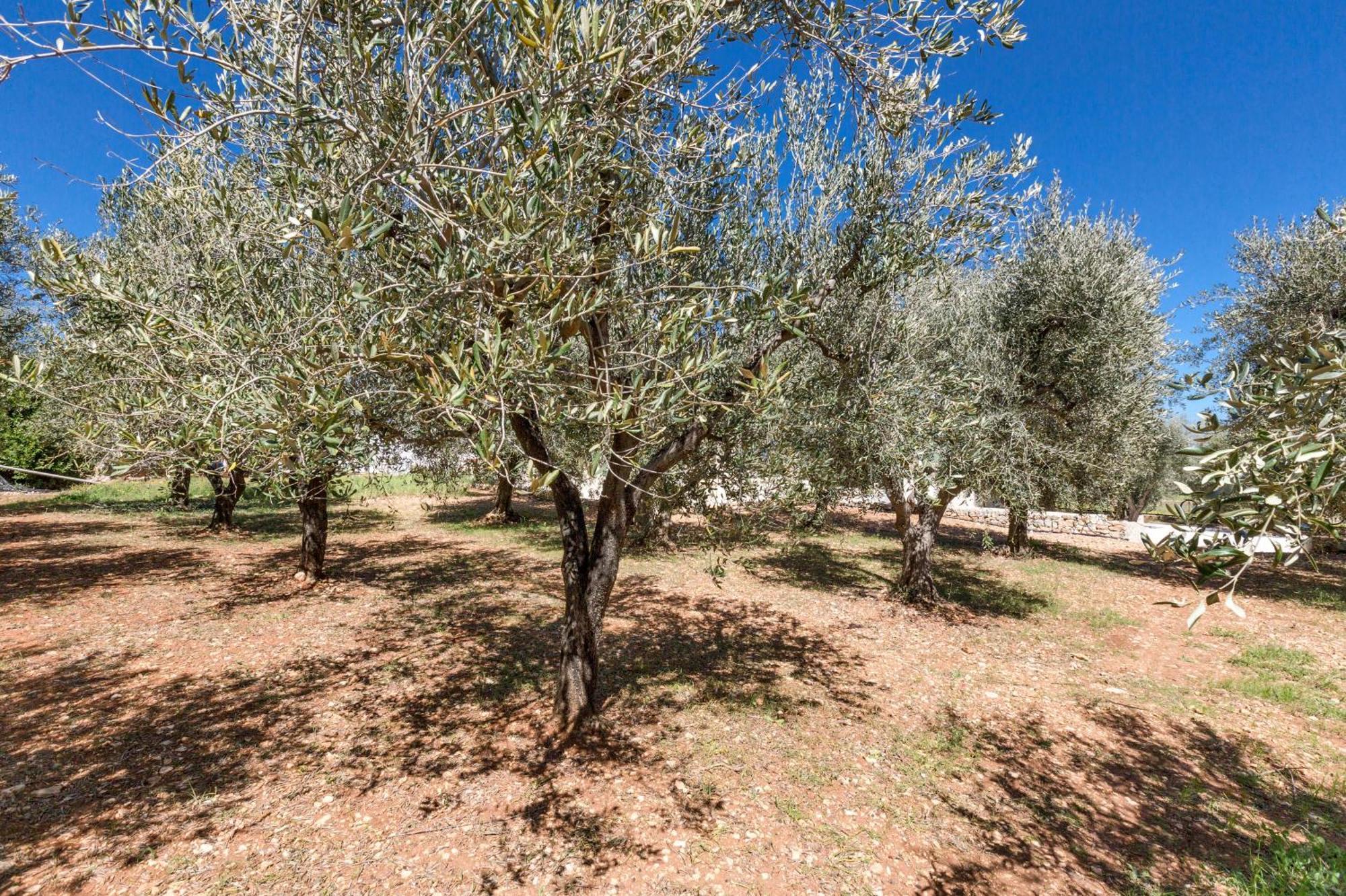 Villa Trulli Ulivo Di Puglia By Barbarhouse Selva Di Fasano Esterno foto